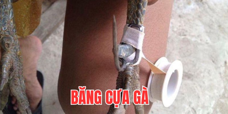 Băng cựa gà