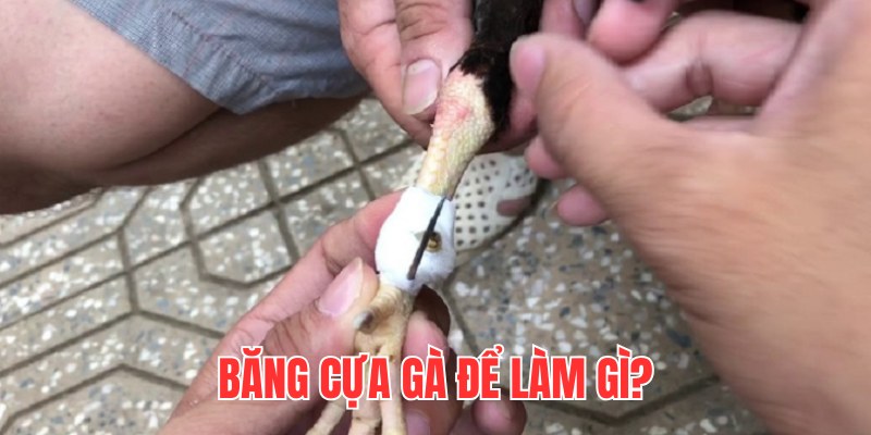 Mục đích của việc băng cựa gà chiến