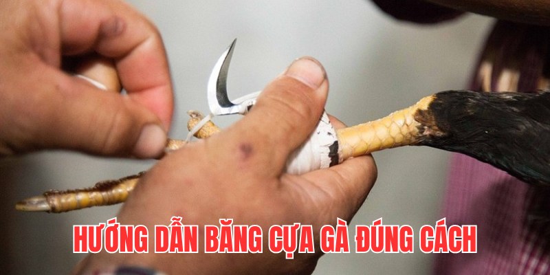 Kỹ thuật băng cựa cho chiến kê đúng cách