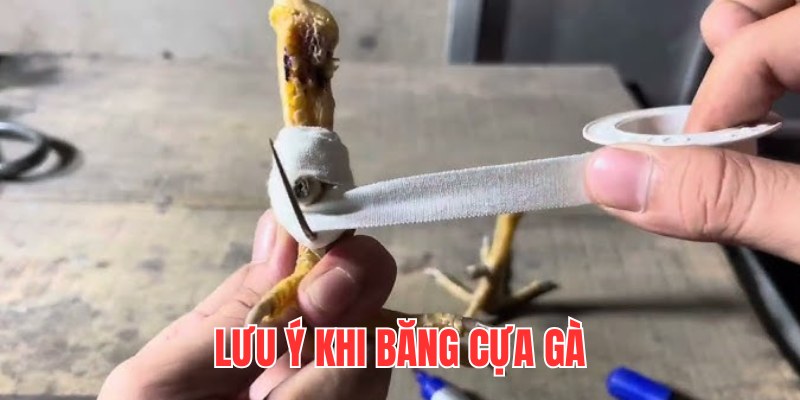 Các vấn đề cần lưu ý khi băng cựa gà đá