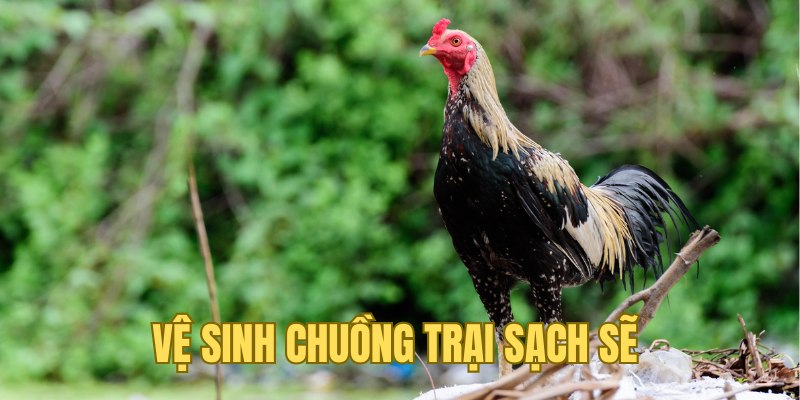 Làm sạch môi trường sống là cách nuôi gà đá mau lớn 