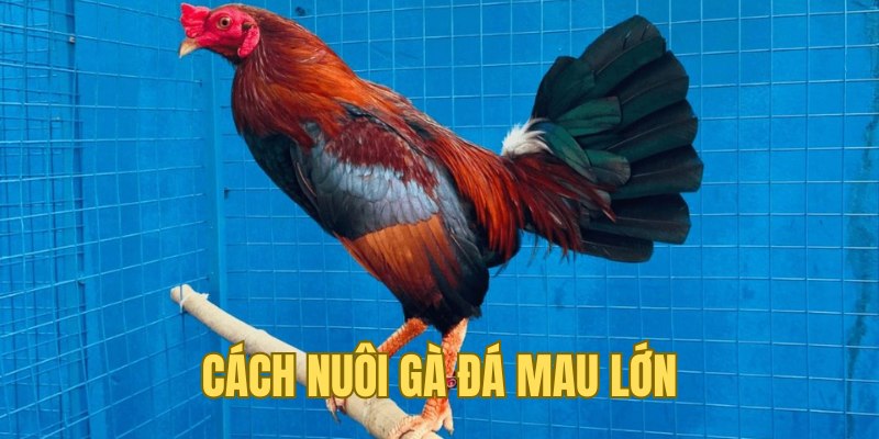 Cách nuôi gà đá mau lớn từ Đá Gà Trực Tiếp Thomo