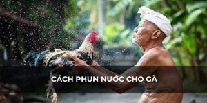 Cách phun nước cho gà