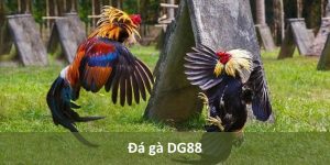 Đá gà DG88