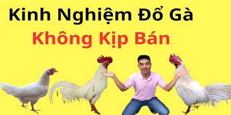 Đổ gà đá cần nhiều kinh nghiệm và kỹ thuật