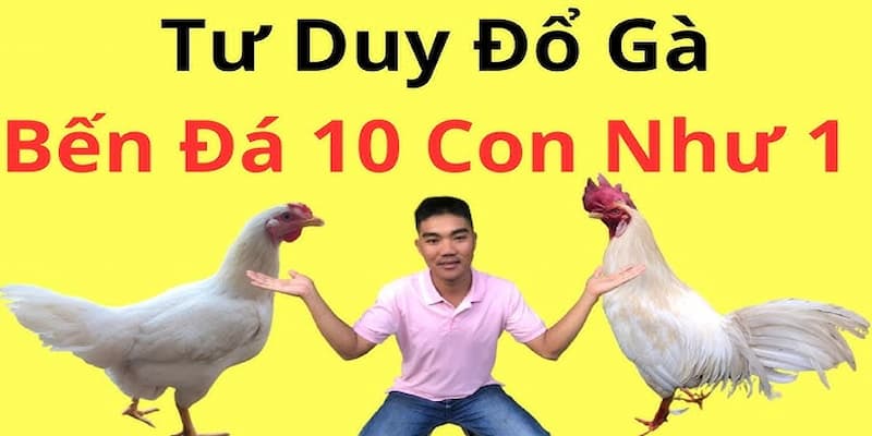 Đổ gà đá để tạo ra gà chiến xuất sắc