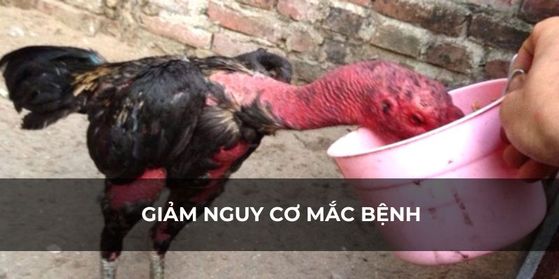 Phun nước cho gà giúp giảm nguy cơ mắc bệnh