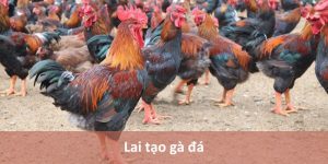 Cách lai tạo gà đá hùng mạnh