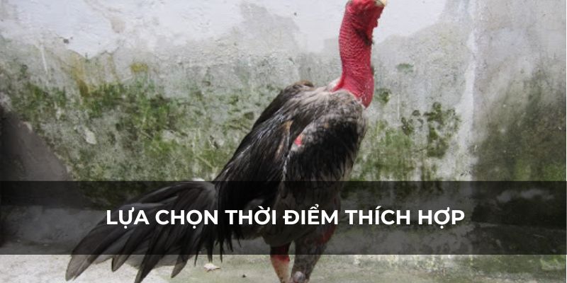 Lựa chọn thời điểm thích hợp là yếu tố quan trọng để giúp gà không bị ốm