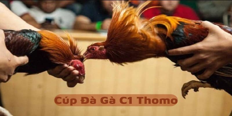 Luật đá gà trực tuyến Thomo Campuchia chi tiết