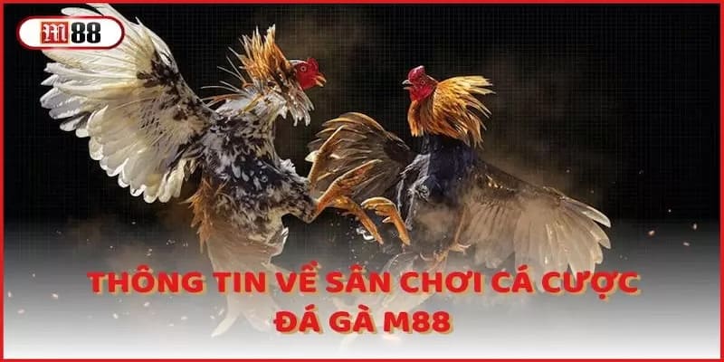 Review nhà cái đá gà M88 uy tín trên thị trường