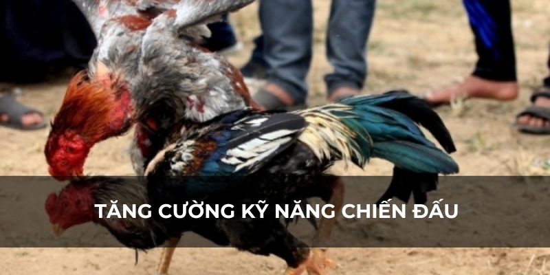 Vần gà chọi non giúp tăng cường kỹ năng chiến đấu