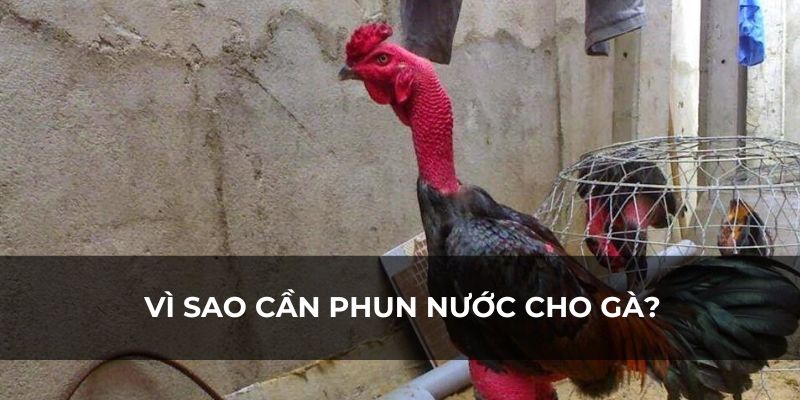 Phun nước cho gà là việc làm cần thiết để gà mạnh khoẻ