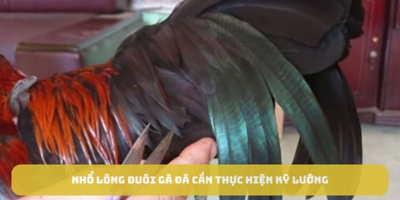 Nhổ lông đuôi gà đá cần thực hiện kỹ lưỡng